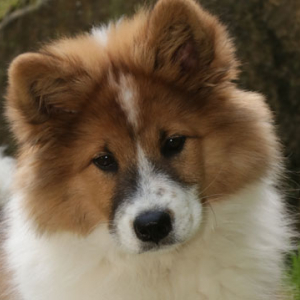 Kindergartenhund2017-5.jpg