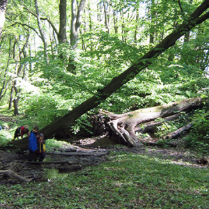 waldtag11.jpg