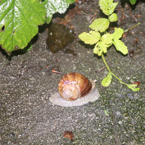 waldtag15.jpg