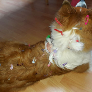 Kindergartenhund-Friseur-01.jpg