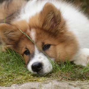 Kindergartenhund2017-7.jpg