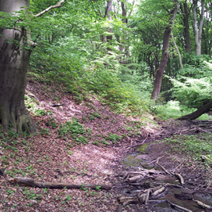 waldtag01.jpg